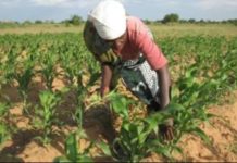 Cameroon to collects weather, climate data to boost agricultural production Cameroon to collects weather, climate data to boost agricultural production