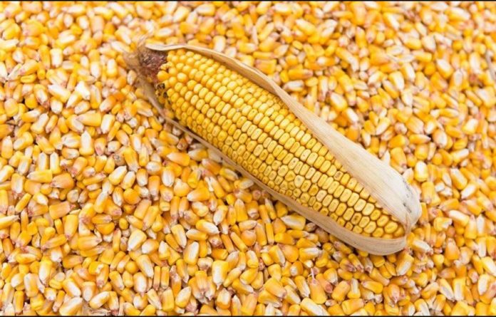 Zimbabwe to import 400,000 t maize from Zambia and Malawi
