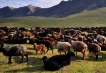 Kenya, IFAD launch Sh 9.64bn livestock project Kenya, IFAD launch Sh 9.64bn livestock project