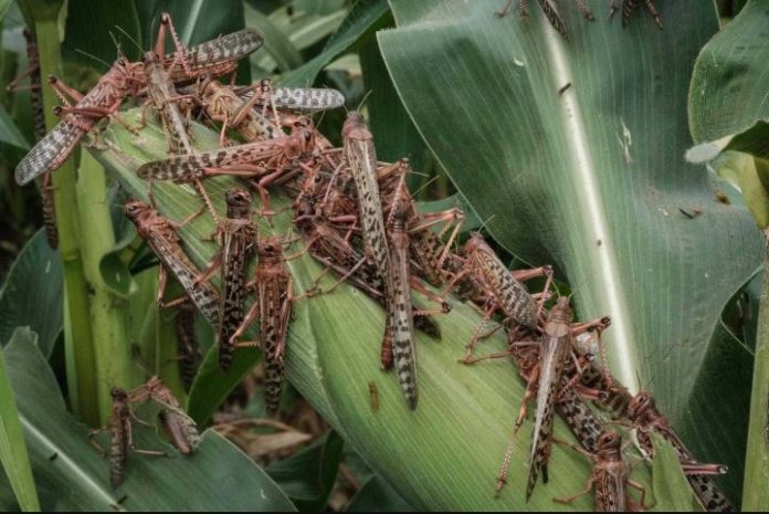 FAO to tackle infestation of locusts in Namibia