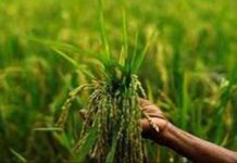 Malawi’s below-average crop prospects limit harvests: FEWS NET Malawi’s below-average crop prospects limit harvests: FEWS NET
