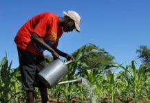 Bayer makes 160 million U.S. dollar commitment to Zero Hunger Pledge 5 000 Zambian farmers benefit from climate smart agriculture