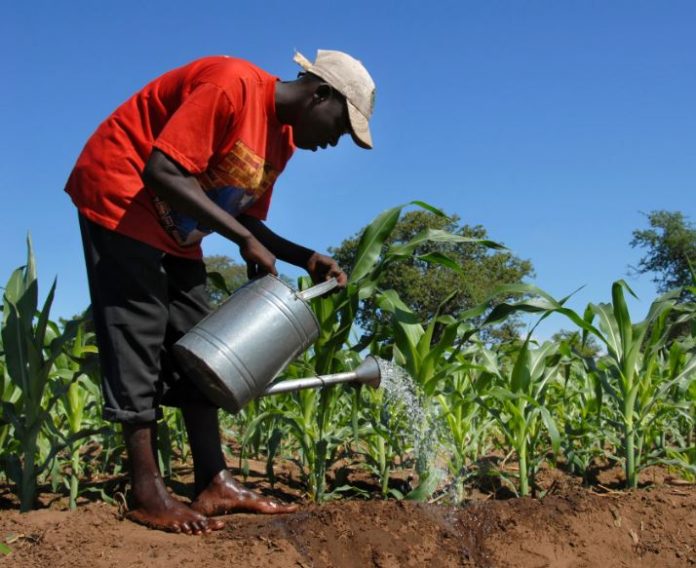 5 000 Zambian farmers benefit from climate smart agriculture
