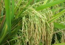 Kenya hosts regional workshop on rice self sufficiency Kenya hosts regional workshop on rice self sufficiency