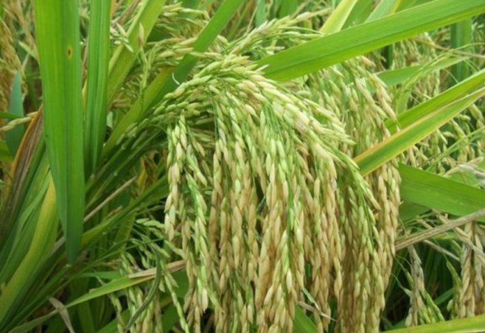 Kenya hosts regional workshop on rice self sufficiency