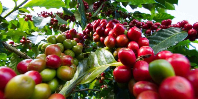 Boost to coffee farmers as AU leaders sign ‘Nairobi Declaration’