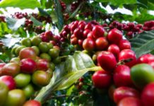 Rainforest Alliance Supports Companies to Make a Big Leap Towards EUDR Compliance Boost to coffee farmers as AU leaders sign ‘Nairobi Declaration’