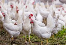 Resilient animals help us thrive