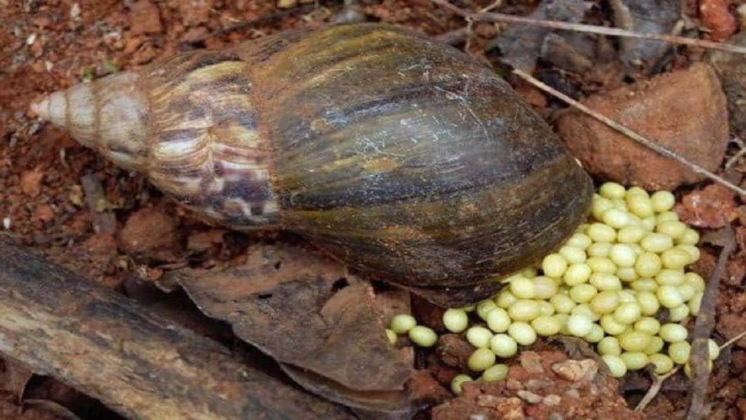 Snail Farming Gathers Pace In Kenya