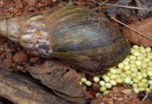 Snail farming gathers pace in Kenya Snail farming gathers pace in Kenya