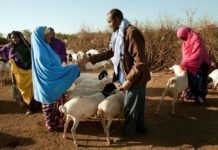 IFAD launches response to protect world’s rural poor against shocks from war in Ukraine