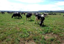 Mafuro farming, a large scale dairy farming enterprise established through AFC Holdings boosts milk production in Zimbabwe