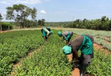 Western Kenya farmer find export markets and fortunes in herbs and spice farming
