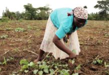 Africa, Fertilizer and Industrial Farming
