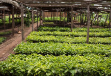 Coffee, tea seedlings un-budgeted for in Uganda’s next FY Coffee, tea seedlings un-budgeted for in Uganda’s next FY