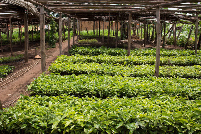 Coffee, tea seedlings un-budgeted for in Uganda’s next FY