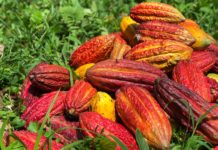 Land restoration and sustainable cocoa project launched in Ivory Coast Land restoration and sustainable cocoa project launched in Ivory Coast