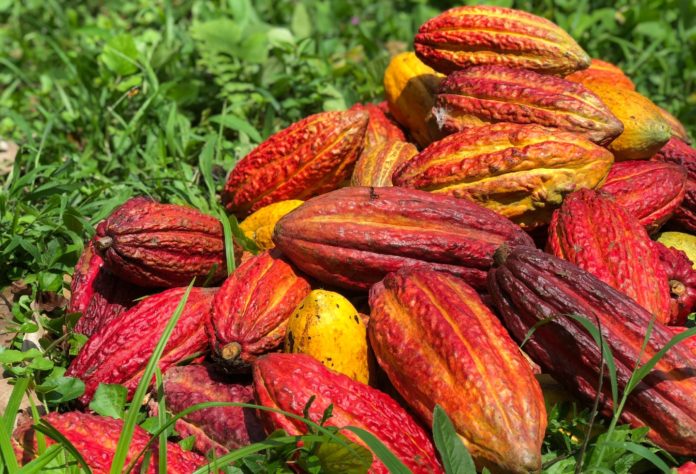 Land restoration and sustainable cocoa project launched in Ivory Coast