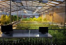 100% black-owned cannabis producer, HempVest Africa, goes commercial