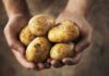 International Day of Potato: Innovation secures the future of potato farming in South Africa