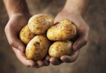 South Africa Potato Production Receives Added Protection with Corteva Agriscience’s New Generation Fungicide