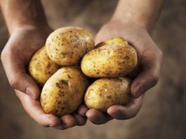 International Day of Potato: Innovation secures the future of potato farming in South Africa