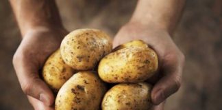 International Day of Potato: Innovation secures the future of potato farming in South Africa