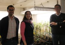 Resistance Induction,a Potential Strategy to Control Olive Verticilosis