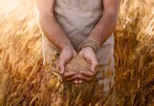 Grain Production in an Environment of a Myriad Challenges