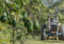 Kenya allocates Sh 52m for avocado production Kenya allocates Sh 52m for avocado production