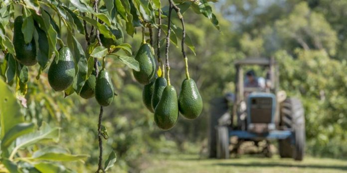 Kenya allocates Sh 52m for avocado production