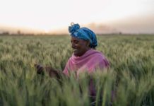 African Development Bank Board approves $1.5 billion facility to avert food crisis