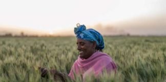 Zinc-efficient wheat varieties and targeted fertilizer use boost yields and grain nutrition in Ethiopia, research