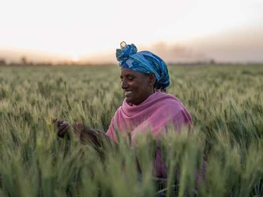 Zinc-efficient wheat varieties and targeted fertilizer use boost yields and grain nutrition in Ethiopia, research