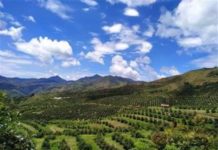 Westfalia’s colour of green: from avocados to carbon neutrality