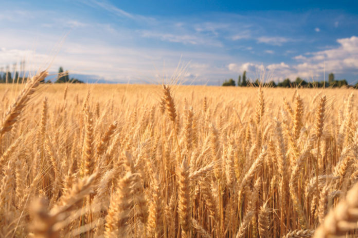 AfDB to reduce wheat importation in Nigeria by 40% in 2023