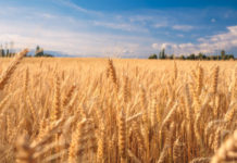 AfDB to reduce wheat importation in Nigeria by 40% in 2023 AfDB to reduce wheat importation in Nigeria by 40% in 2023