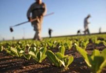 Increasing Demand for Home Gardening to Aid Growth in Agricultural Micronutrients Market by CAGR of 3.6% during Forecast 2021-2031