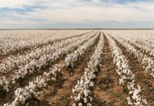 Kenya to launch Sh23bn agriculture value chain project Kenya to launch Sh23bn agriculture value chain project