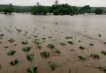 8 000ha field crops destroyed, goats, chickens swept away in recent floods in Zambia