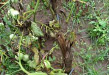 244 000ha of crops ravaged by rains, drought in Mozambique