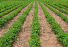 Zambia, Japan to enhance cooperation in agriculture and manufacturing Zambia, Japan to enhance cooperation in agriculture and manufacturing