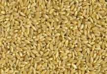 Cereal output in Morocco to drop by 69%; agricultural GDP by 14% in 2022 Cereal output in Morocco to drop by 69%; agricultural GDP by 14% in 2022