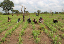 FAO, IFAD launch project for nutrition-sensitive agriculture FAO, IFAD launch project for nutrition-sensitive agriculture