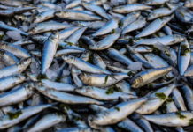 International fisheries training in Liberia commences International fisheries training in Liberia commences