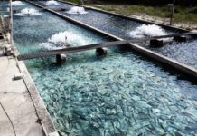 Samburu County Kenya embraces fish farming Samburu County Kenya embraces fish farming