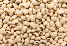 The African Development Bank launches research project on grain quality grading and certification in Ghana Nigeria, Ghana commence consumption GMO crops