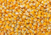 Impact of Ukraine War on Farmers : South Africa