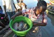 Uganda poises Sh 40million fine on Illegal fish dealers Uganda poises Sh 40million fine on Illegal fish dealers