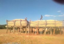 Zimbabwe to import 400 000t maize from Zambia, Malawi